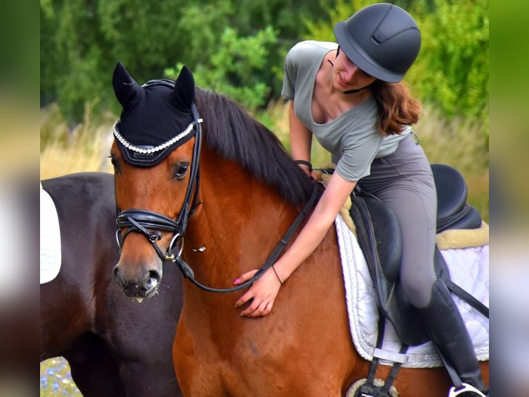 Belgian Warmblood Gelding 7 years 16,1 hh Brown in Neuss