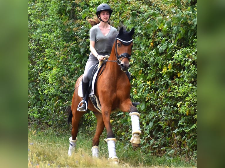 Belgian Warmblood Gelding 7 years 16,1 hh Brown in Neuss