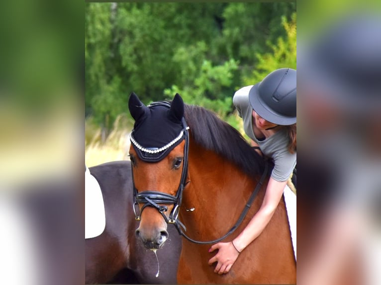 Belgian Warmblood Gelding 7 years 16,1 hh Brown in Neuss