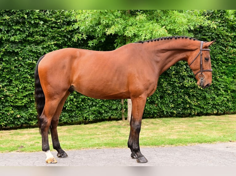 Belgian Warmblood Gelding 7 years 16,2 hh Brown in Bladel