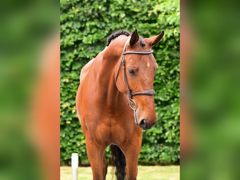 Belgian Warmblood Gelding 7 years 16,2 hh Brown in Bladel