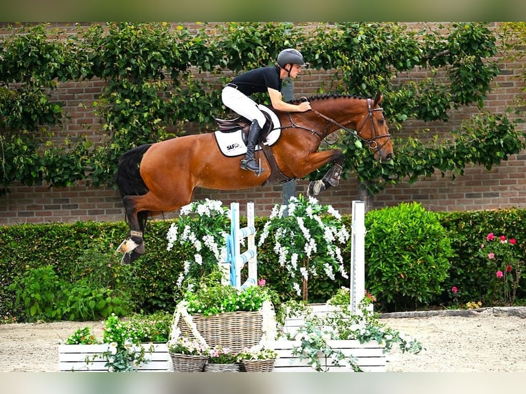 Belgian Warmblood Gelding 7 years 16,2 hh Brown in Bladel