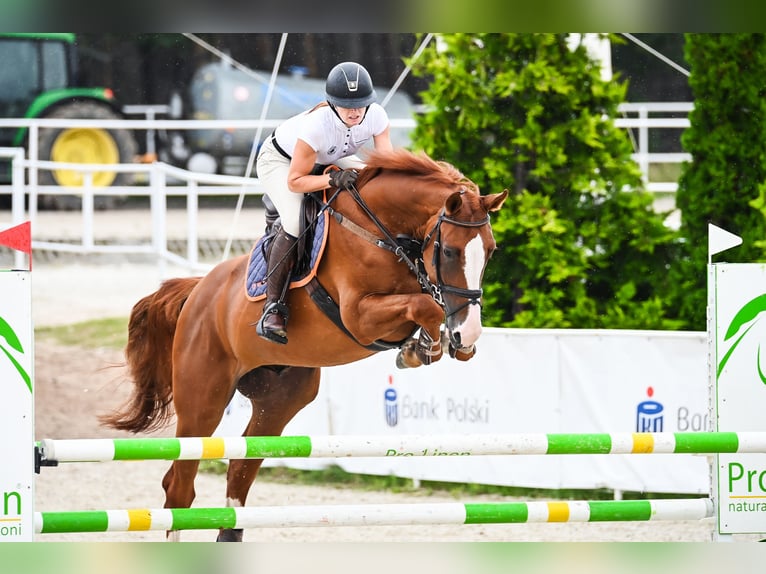 Belgian Warmblood Gelding 7 years 16,3 hh Chestnut-Red in Piła