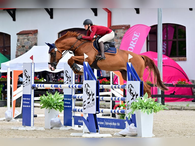 Belgian Warmblood Gelding 7 years 16,3 hh Chestnut-Red in Piła