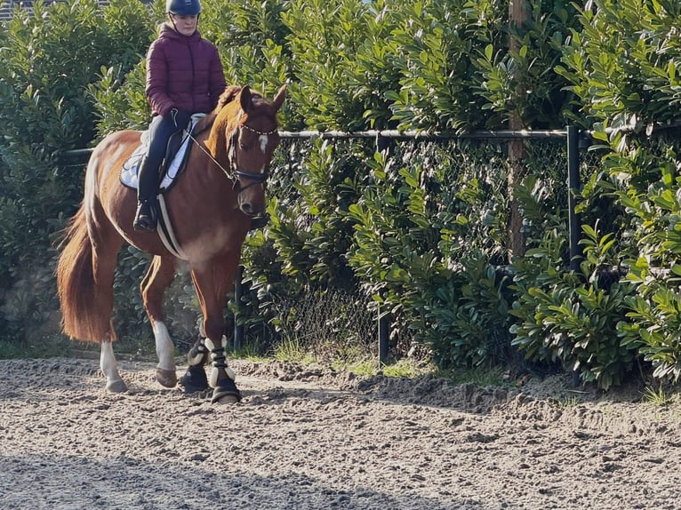 Belgian Warmblood Gelding 7 years 16,3 hh Chestnut-Red in Someren