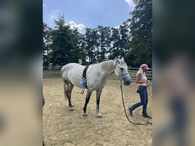 Belgian Warmblood Gelding 7 years 16,3 hh Grey in &#x27;s-Gravenhage