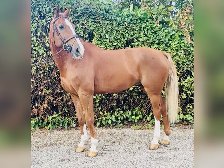 Belgian Warmblood Gelding 7 years 17.1 hh Chestnut-Red in Bocholtz