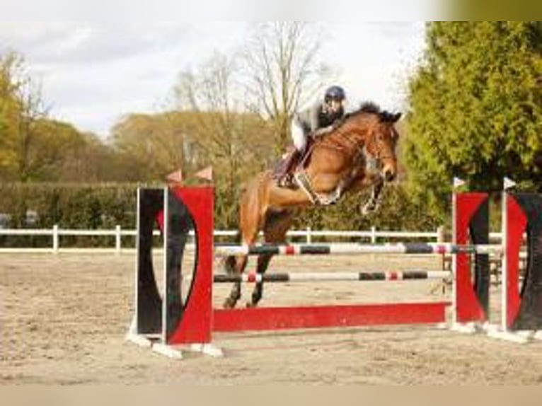 Belgian Warmblood Gelding 7 years 17.3 hh Brown in Ertvelde