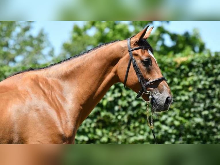 Belgian Warmblood Gelding 7 years 17 hh Brown in Saint-Pierre-de-Coutances Belgian Warmblood Gelding 7 years 17 hh Brown in Saint-Pierre-de-Coutances