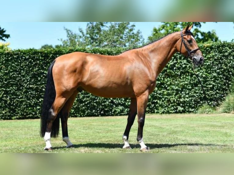 Belgian Warmblood Gelding 7 years 17 hh Brown in Saint-Pierre-de-Coutances Belgian Warmblood Gelding 7 years 17 hh Brown in Saint-Pierre-de-Coutances