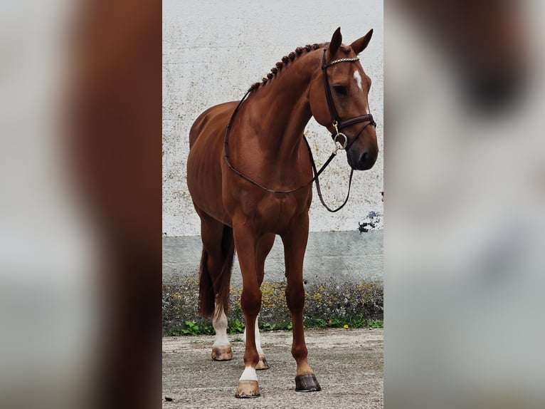 Belgian Warmblood Gelding 7 years 17 hh Chestnut-Red in Someren
