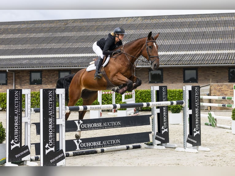 Belgian Warmblood Gelding 7 years 17,2 hh Brown in Waddinxveen