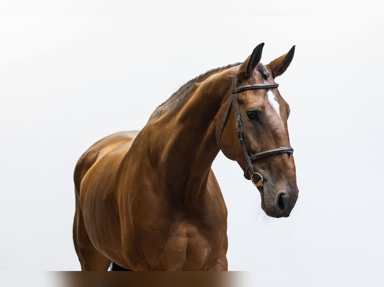 Belgian Warmblood Gelding 7 years 17,2 hh Brown in Waddinxveen