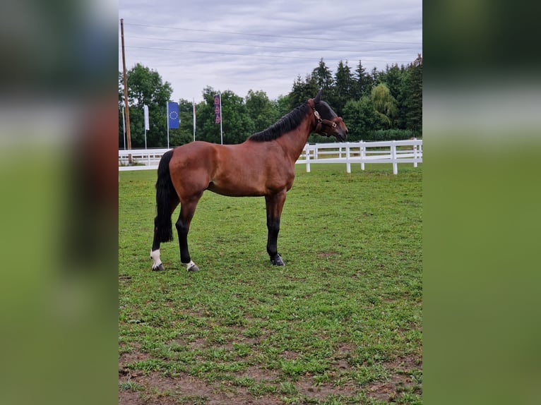 Belgian Warmblood Gelding 7 years 17,2 hh Brown in Wierden Belgian Warmblood Gelding 7 years 17,2 hh Brown in Wierden