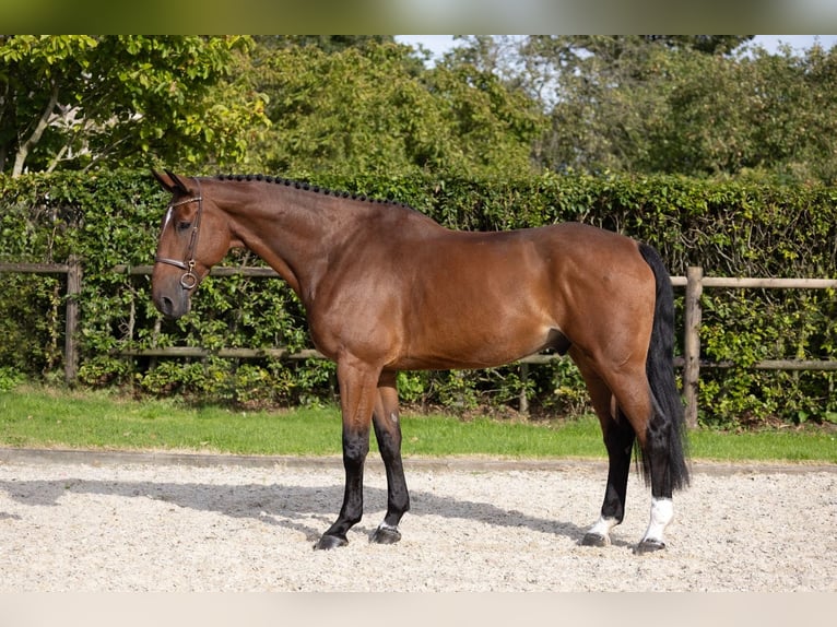 Belgian Warmblood Gelding 7 years 17,2 hh Brown in Wierden Belgian Warmblood Gelding 7 years 17,2 hh Brown in Wierden