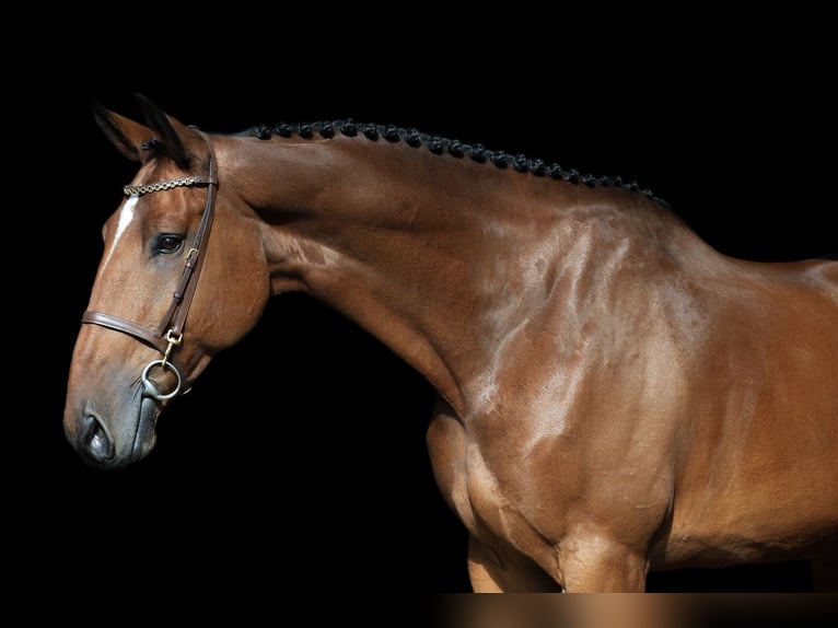 Belgian Warmblood Gelding 7 years 17,2 hh Brown in Wierden Belgian Warmblood Gelding 7 years 17,2 hh Brown in Wierden