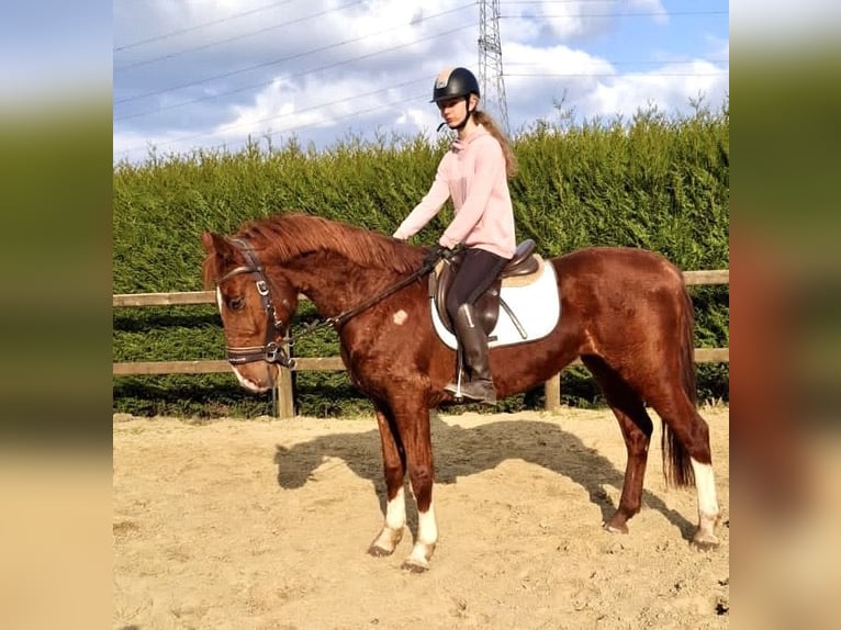 Belgian Warmblood Gelding 8 years 15,2 hh Chestnut-Red in Bornem