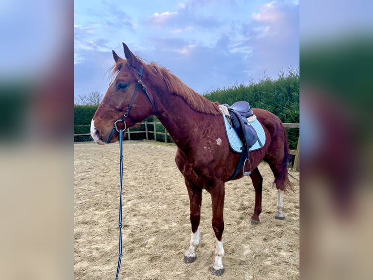 Belgian Warmblood Gelding 8 years 15,2 hh Chestnut-Red in Bornem