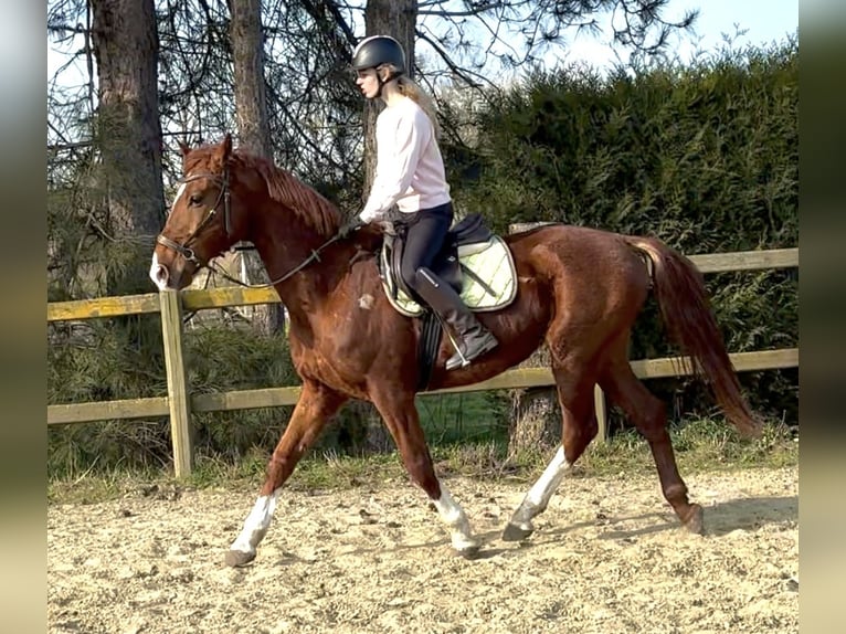 Belgian Warmblood Gelding 8 years 15,2 hh Chestnut-Red in Bornem