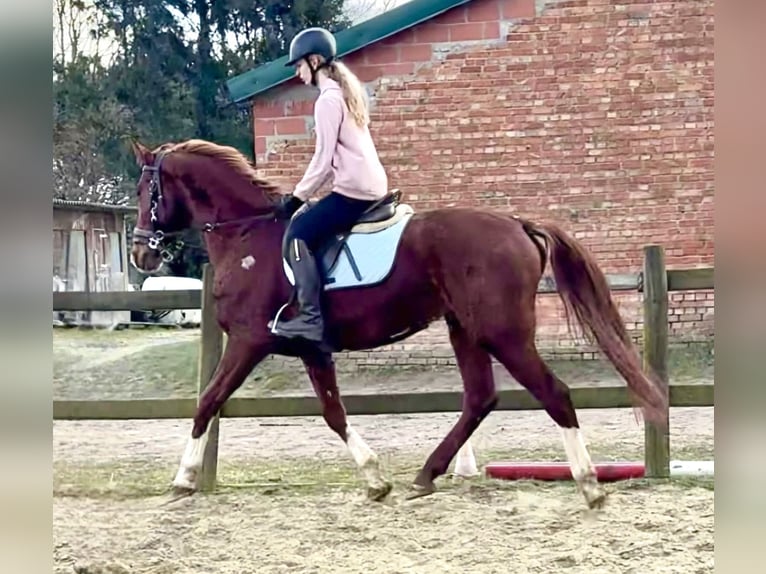 Belgian Warmblood Gelding 8 years 15,2 hh Chestnut-Red in Bornem