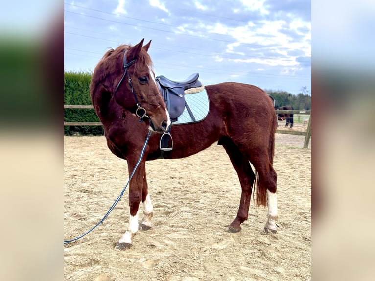 Belgian Warmblood Gelding 8 years 15,2 hh Chestnut-Red in Bornem