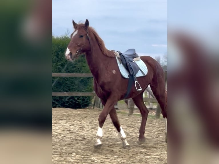 Belgian Warmblood Gelding 8 years 15,2 hh Chestnut-Red in Bornem