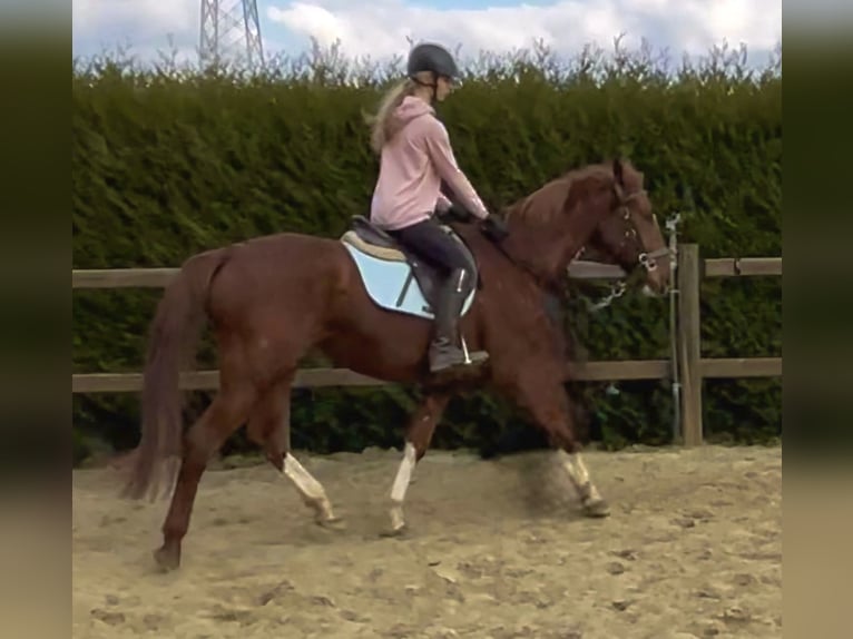 Belgian Warmblood Gelding 8 years 15,2 hh Chestnut-Red in Bornem