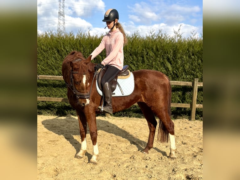 Belgian Warmblood Gelding 8 years 15,2 hh Chestnut-Red in Bornem