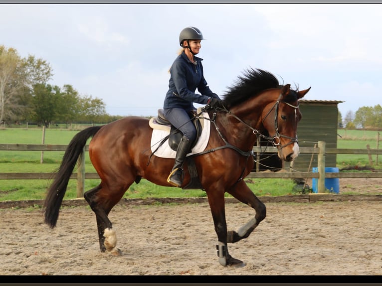 Belgian Warmblood Gelding 8 years 16.1 hh Bay-Dark in Kortenaken