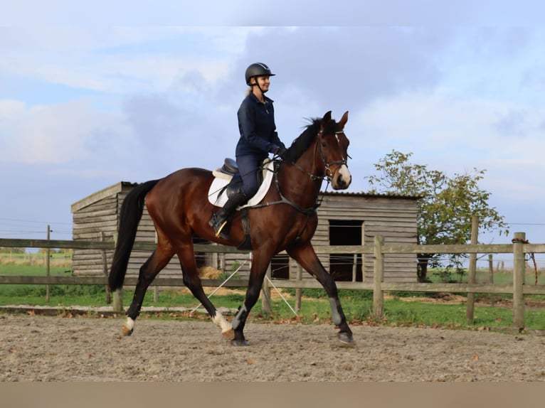 Belgian Warmblood Gelding 8 years 16.1 hh Bay-Dark in Kortenaken