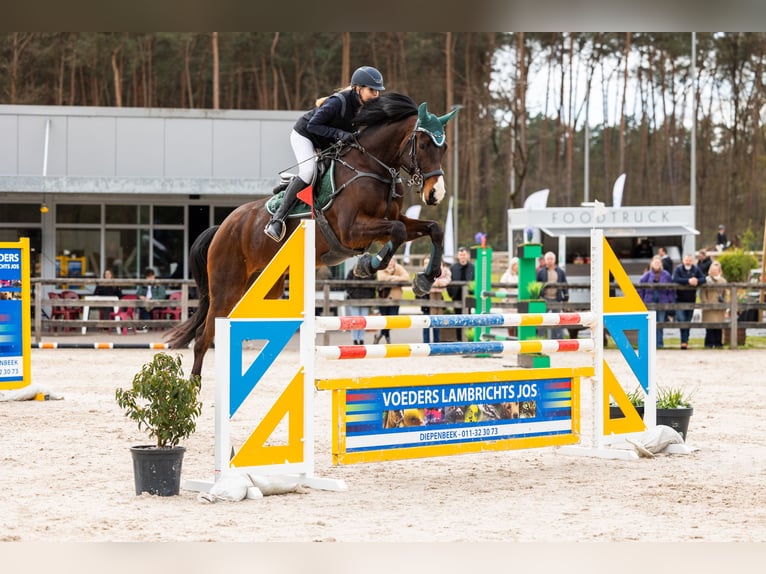 Belgian Warmblood Gelding 8 years 16.1 hh Bay-Dark in Kortenaken