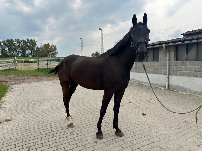 Belgian Warmblood Gelding 8 years 16,1 hh Black in Diepenbeek