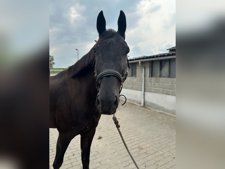 Belgian Warmblood Gelding 8 years 16,1 hh Black in Diepenbeek