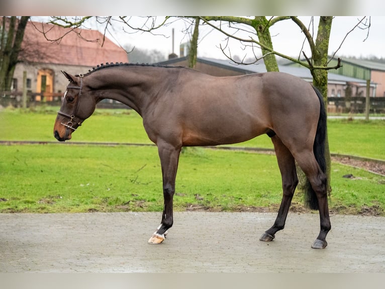 Belgian Warmblood Gelding 8 years 16,1 hh Brown in Bocholt