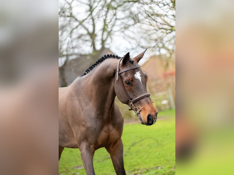 Belgian Warmblood Gelding 8 years 16,1 hh Brown in GROTE-BROGEL