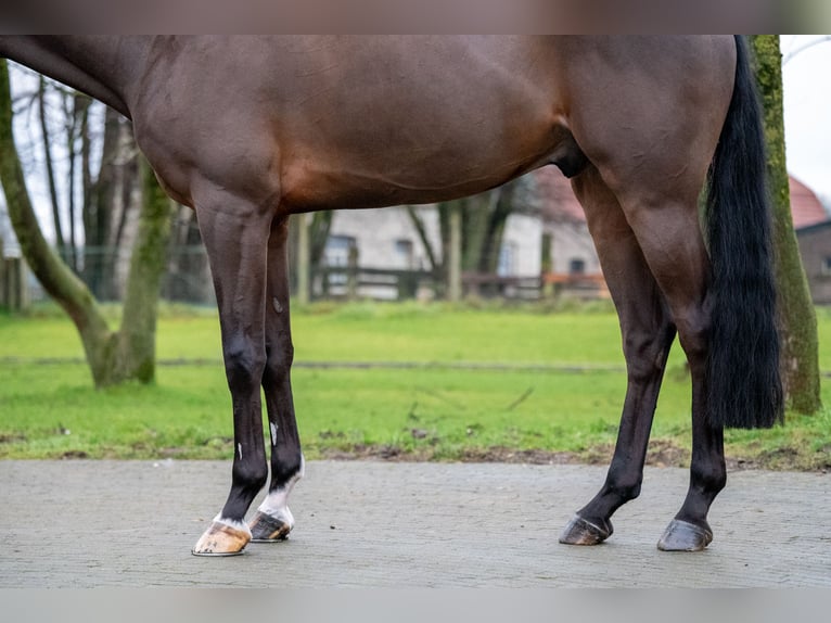 Belgian Warmblood Gelding 8 years 16,1 hh Brown in GROTE-BROGEL