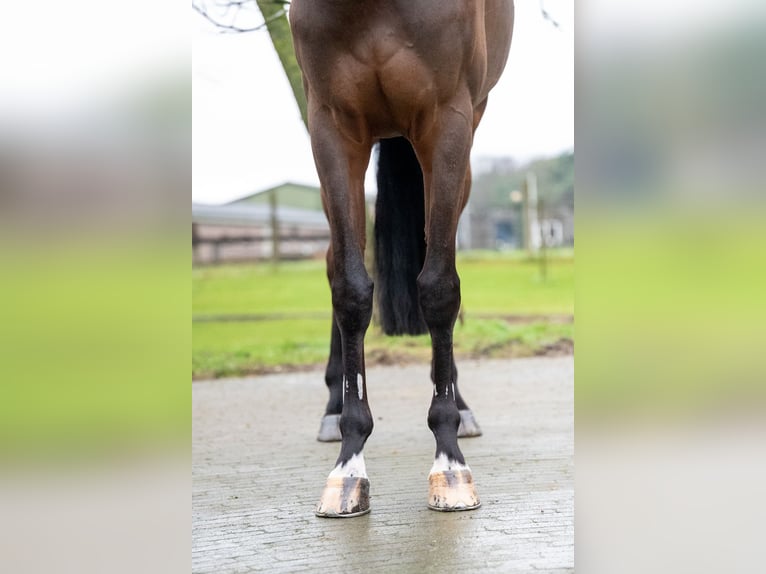 Belgian Warmblood Gelding 8 years 16,1 hh Brown in GROTE-BROGEL