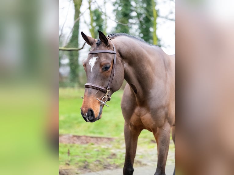 Belgian Warmblood Gelding 8 years 16,1 hh Brown in GROTE-BROGEL