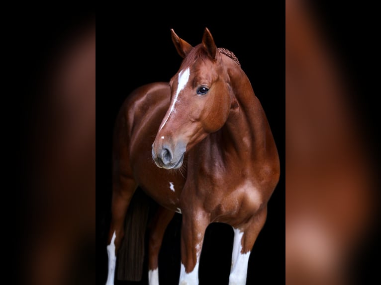 Belgian Warmblood Gelding 8 years 16.1 hh Chestnut-Red in Tönisvorst