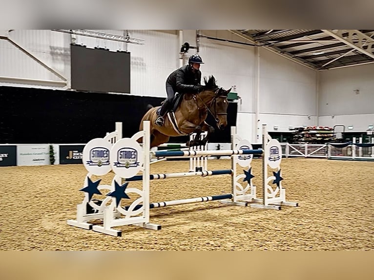 Belgian Warmblood Gelding 8 years 16.2 hh Bay in Brinscall