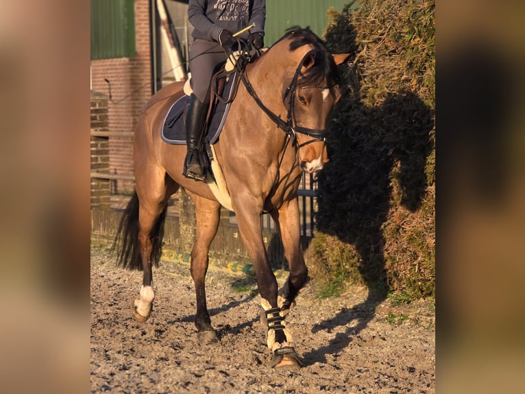 Belgian Warmblood Gelding 8 years 16.2 hh Brown-Light in Someren