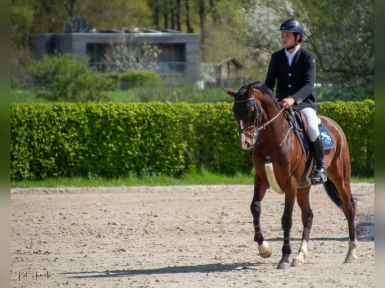 Belgian Warmblood Gelding 8 years 16,3 hh Brown in Sint-Pieters-Leeuw