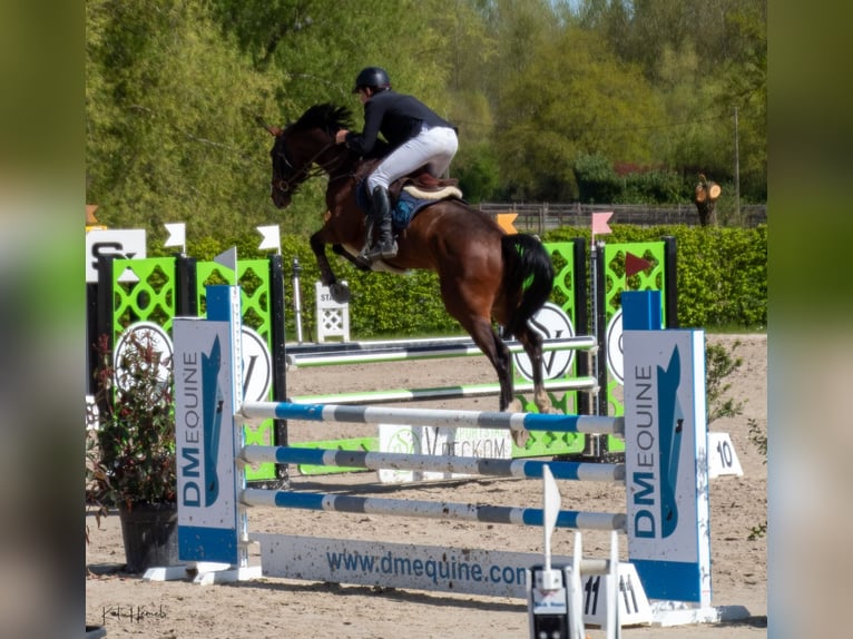 Belgian Warmblood Gelding 8 years 16,3 hh Brown in Sint-Pieters-Leeuw