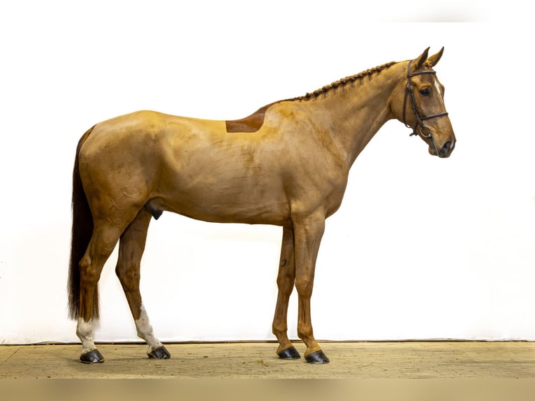 Belgian Warmblood Gelding 8 years 16,3 hh Chestnut-Red in Waddinxveen