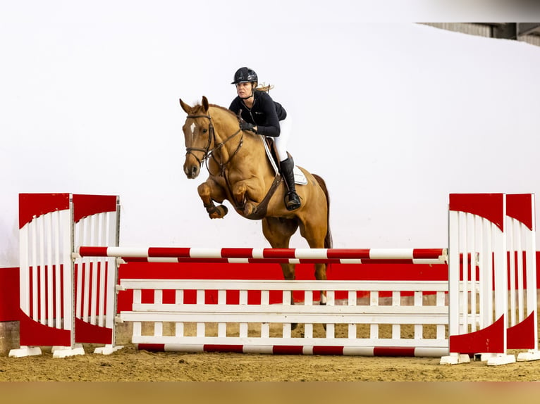 Belgian Warmblood Gelding 8 years 16,3 hh Chestnut-Red in Waddinxveen