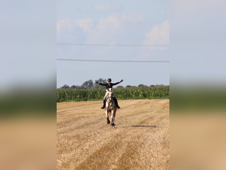 Belgian Warmblood Gelding 8 years 16,3 hh Palomino in Brake