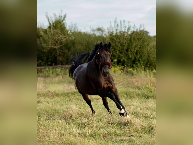 Belgian Warmblood Gelding 8 years 16 hh Bay-Dark in GROTE-BROGEL