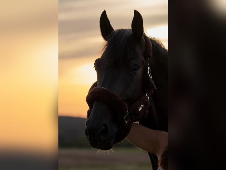 Belgian Warmblood Gelding 8 years 16 hh Bay-Dark in GROTE-BROGEL