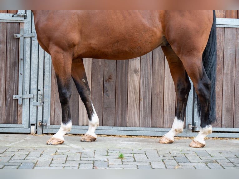 Belgian Warmblood Gelding 8 years 16 hh Brown in GROTE-BROGEL