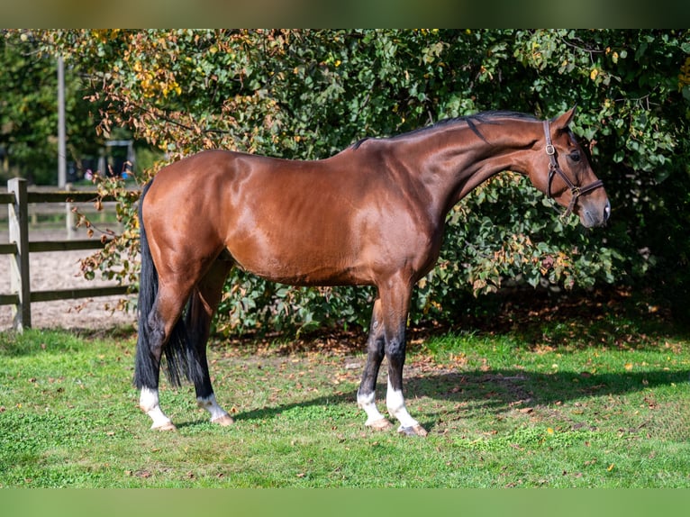 Belgian Warmblood Gelding 8 years 16 hh Brown in GROTE-BROGEL